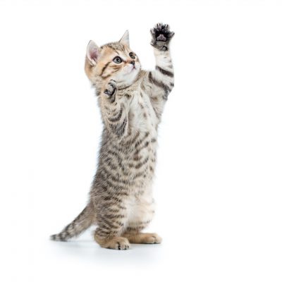 kitty with stripes standing on hind legs ready to play