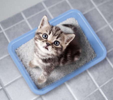 kitty sitting in blue litter box on bathroom floor